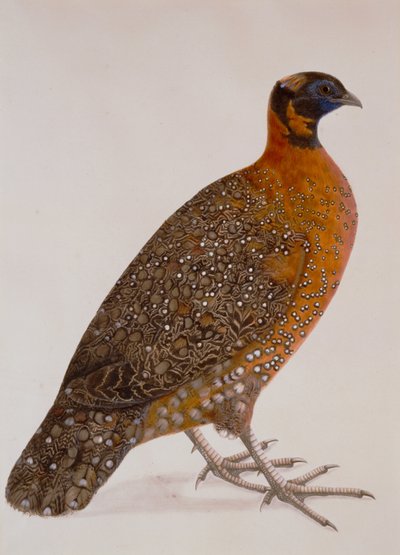 Purpurhornfasan (Satyr Tragopan) von Unbekannt Unbekannt